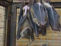 Pornography of bats having sex in Zoophilia